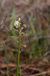 Texas sunnybell